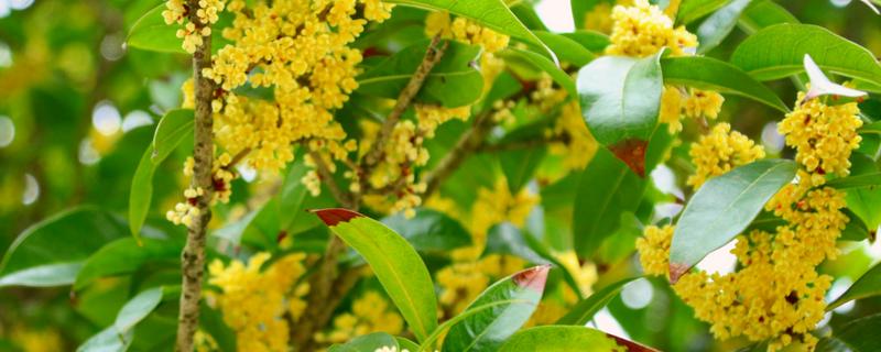 哪些植物在9月份开花，常见桂花、菊花、木芙蓉等品种