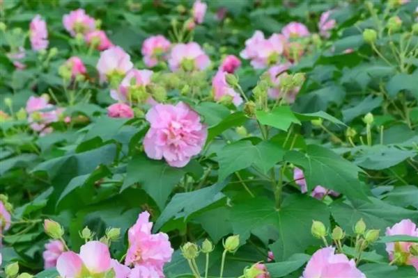 芙蓉花的开放季节，一般在秋季8-10月份开放