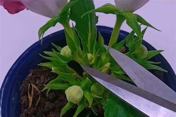 芙蓉花的开放季节，一般在秋季8-10月份开放