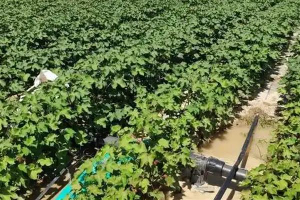新疆棉花中后期如何管理，根据长势情况调整滴水次数及滴肥量