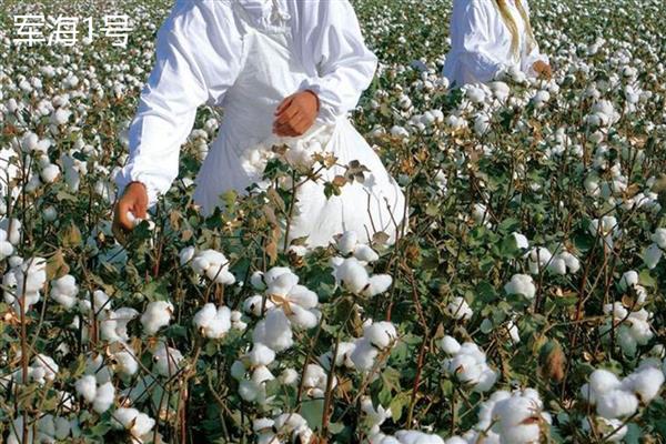 新疆棉花中后期如何管理，根据长势情况调整滴水次数及滴肥量