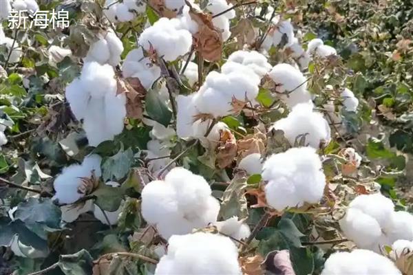 新疆棉花中后期如何管理，根据长势情况调整滴水次数及滴肥量
