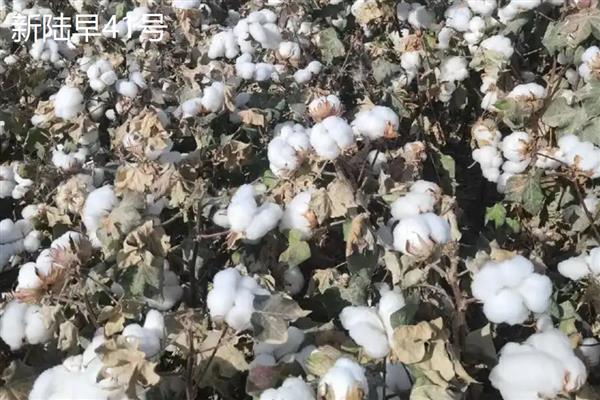 新疆棉花中后期如何管理，根据长势情况调整滴水次数及滴肥量