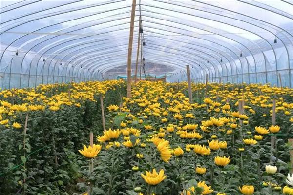 哪些植物在9月份开花，常见桂花、菊花、木芙蓉等品种