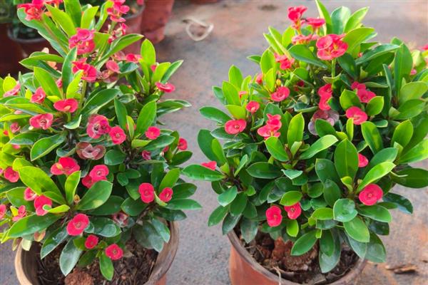 哪些植物在9月份开花，常见桂花、菊花、木芙蓉等品种