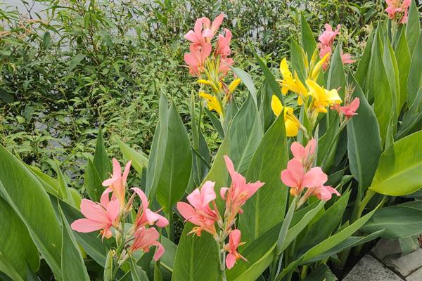 哪些植物在9月份开花，常见桂花、菊花、木芙蓉等品种