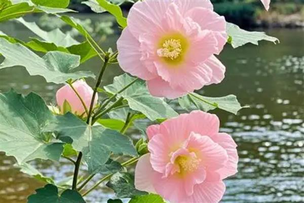 哪些植物在9月份开花，常见桂花、菊花、木芙蓉等品种
