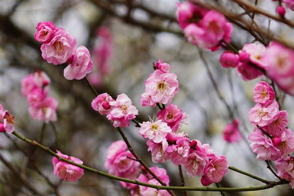 哪些植物在9月份开花，常见桂花、菊花、木芙蓉等品种