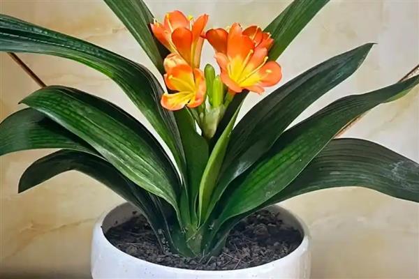 哪些植物在9月份开花，常见桂花、菊花、木芙蓉等品种