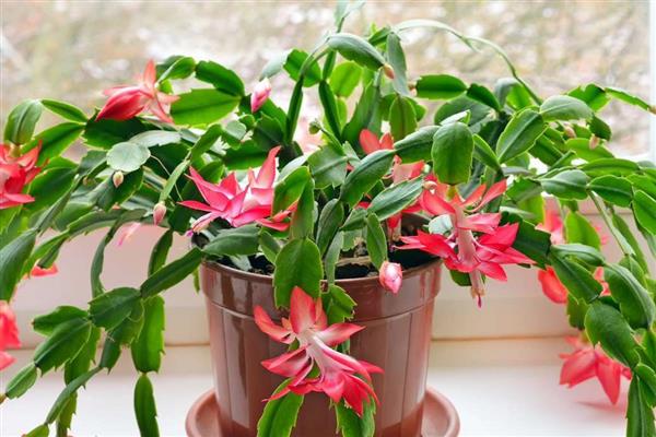 哪些植物在9月份开花，常见桂花、菊花、木芙蓉等品种