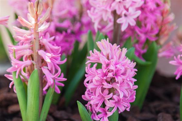 哪些植物在9月份开花，常见桂花、菊花、木芙蓉等品种