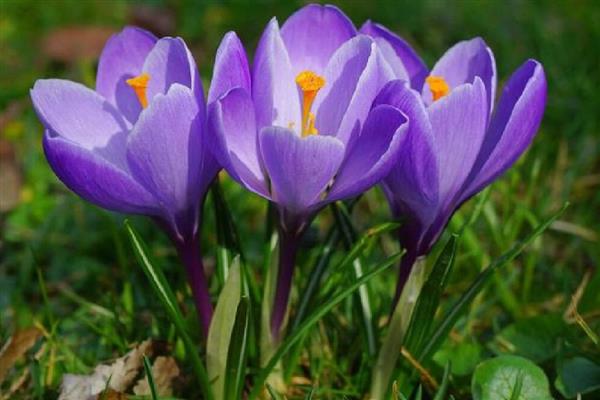 哪些植物在9月份开花，常见桂花、菊花、木芙蓉等品种