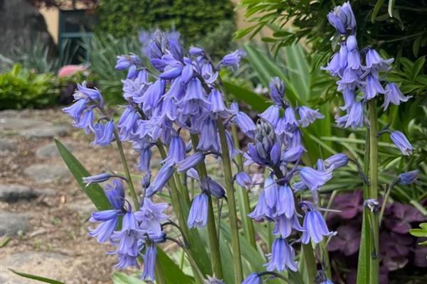 哪些植物在9月份开花，常见桂花、菊花、木芙蓉等品种