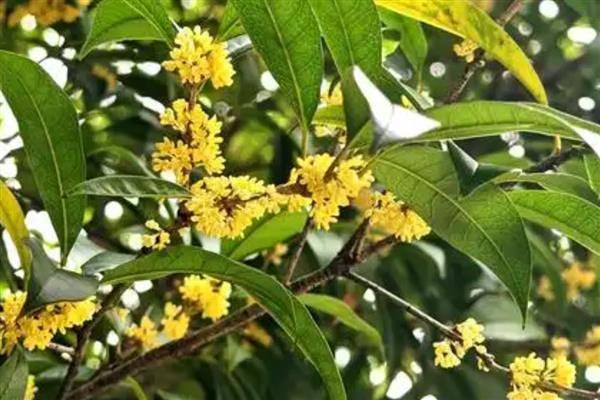 哪些植物在9月份开花，常见桂花、菊花、木芙蓉等品种