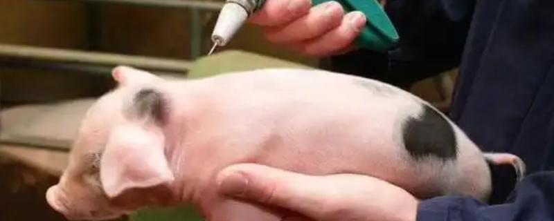 猪站立不稳不吃食如何治疗，可肌注头孢噻呋钠＋清开灵