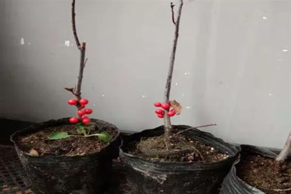 北美冬青用花瓶能放多久，养护得当时可观赏2个月