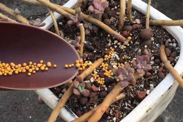 在长沙地区养多肉的方法，每隔一个星期浇一次水