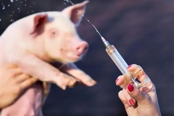 猪站立不稳不吃食如何治疗，可肌注头孢噻呋钠＋清开灵