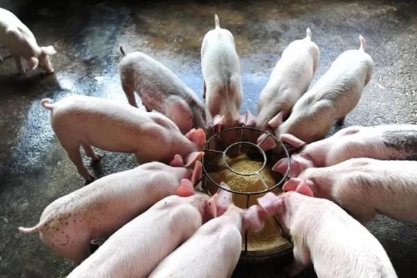 猪站立不稳不吃食如何治疗，可肌注头孢噻呋钠＋清开灵