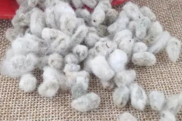 棉花种子怎么实现一播全苗，以下5种方式可提高发芽率