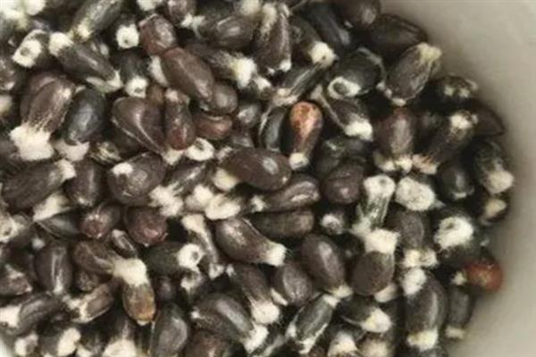 棉花种子怎么实现一播全苗，以下5种方式可提高发芽率