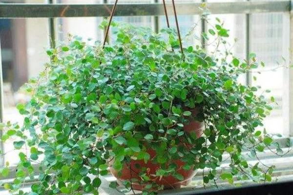 千叶草怎么养殖，生长旺季让盆土湿度保持在85%左右