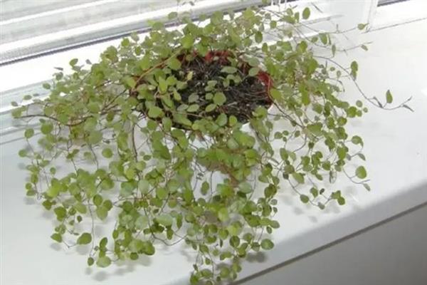 千叶草怎么养殖，生长旺季让盆土湿度保持在85%左右