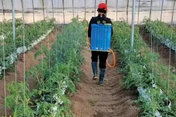 番茄出现黄皮果的原因，是受到品种、温度、病虫害等因素的影响