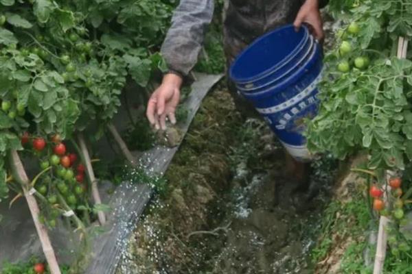 番茄出现黄皮果的原因，是受到品种、温度、病虫害等因素的影响