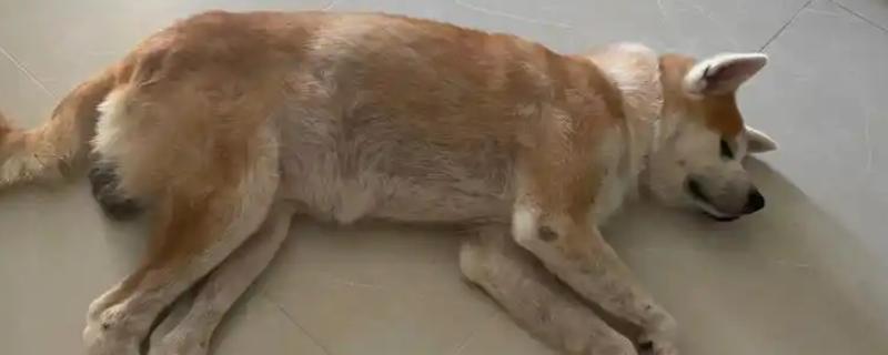 土狗得了皮肤病怎么办，真菌或细菌感染可使用铭瑞宁