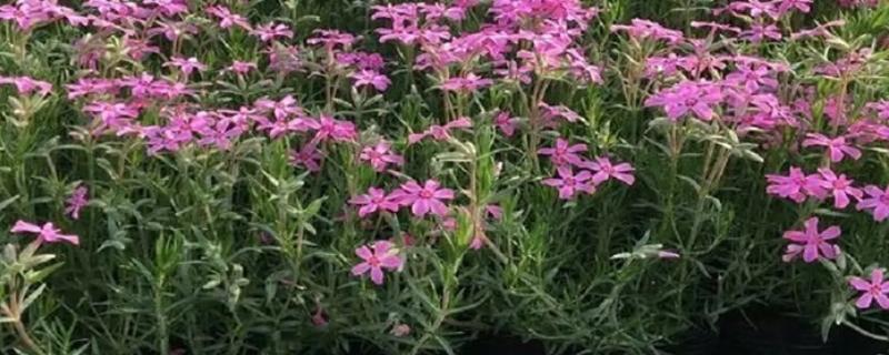宿根花卉有哪些特点，其非常耐寒