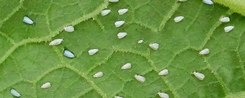 怎么防治菠菜烟粉虱，喷施锐劲特悬浮剂等药物具有较好的防效