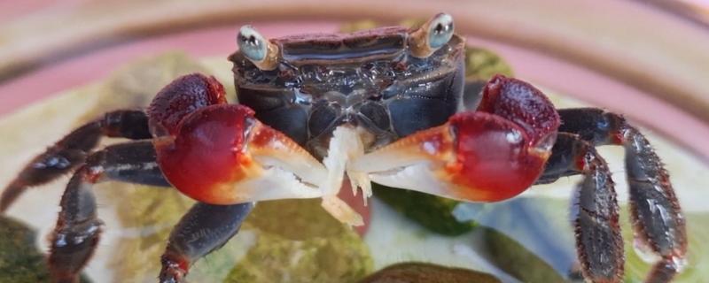 公蟹的食物，包括藻类、浮萍、小鱼虾等种类