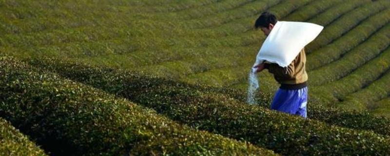 对茶园追施氮磷钾肥料的作用，能起到提高光合效率、促进养分吸收等效果