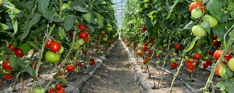 大棚番茄早衰症状，具有茎秆细、侧枝少、果实小等表现