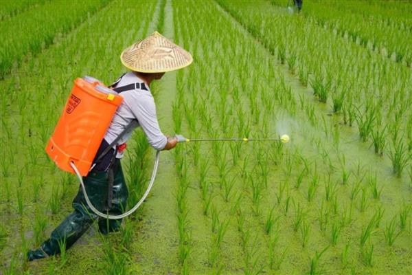 氯氟吡氧乙酸除草剂对水稻是否安全，在稻田内正确使用不会引发药害