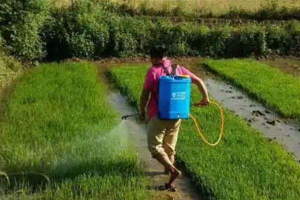 氯氟吡氧乙酸除草剂对水稻是否安全，在稻田内正确使用不会引发药害