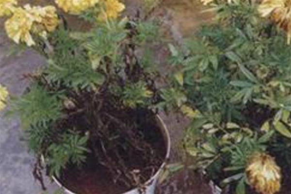万寿菊的种植方法，浸种晾晒后再播种
