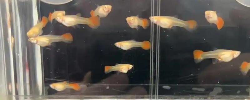 孔雀鱼不加温的过冬方法，饲喂高蛋白的食物可增强抵抗力