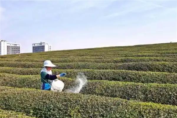对茶园追施氮磷钾肥料的作用，能起到提高光合效率、促进养分吸收等效果