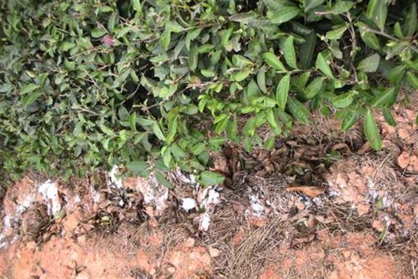 对茶园追施氮磷钾肥料的作用，能起到提高光合效率、促进养分吸收等效果