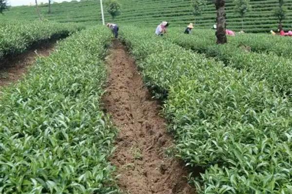 对茶园追施氮磷钾肥料的作用，能起到提高光合效率、促进养分吸收等效果
