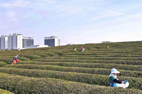 对茶园追施氮磷钾肥料的作用，能起到提高光合效率、促进养分吸收等效果