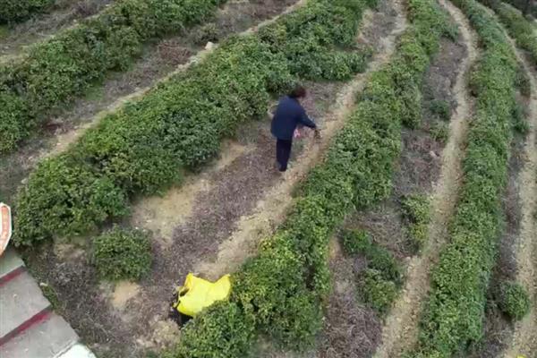对茶园追施氮磷钾肥料的作用，能起到提高光合效率、促进养分吸收等效果