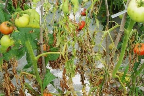 大棚番茄早衰症状，具有茎秆细、侧枝少、果实小等表现