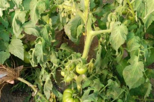 大棚番茄早衰症状，具有茎秆细、侧枝少、果实小等表现