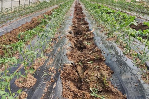 大棚番茄早衰症状，具有茎秆细、侧枝少、果实小等表现