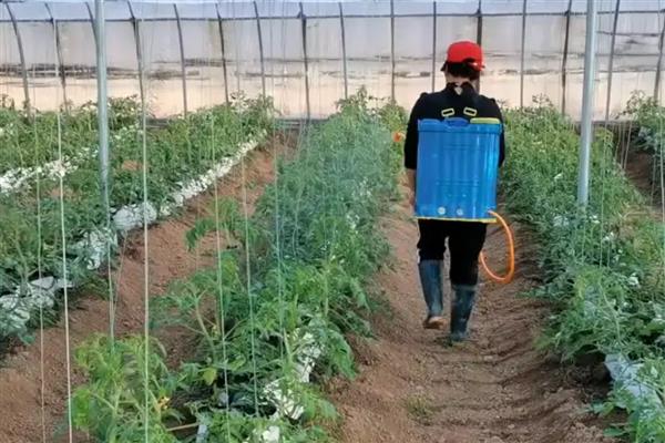 大棚番茄早衰症状，具有茎秆细、侧枝少、果实小等表现