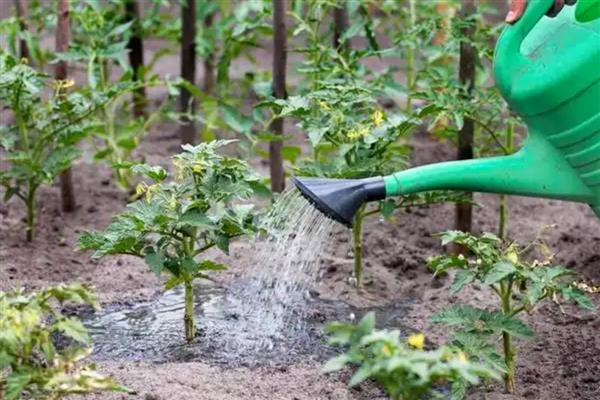 大棚番茄早衰症状，具有茎秆细、侧枝少、果实小等表现