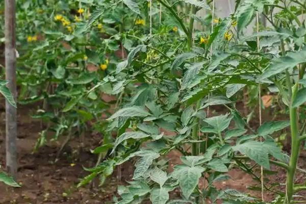 大棚番茄早衰症状，具有茎秆细、侧枝少、果实小等表现